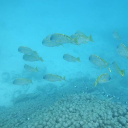 Wasini Raha Snorkeling And Diving Apartman Kültér fotó