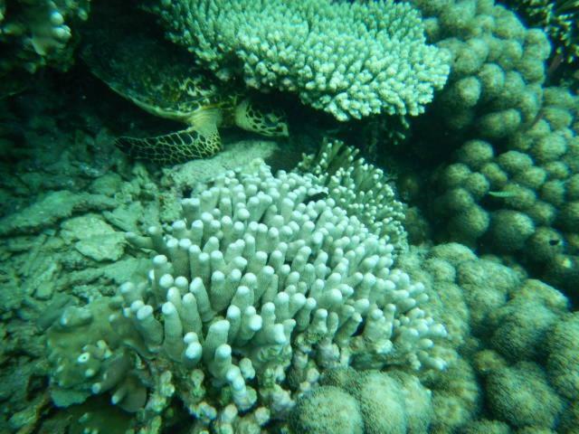 Wasini Raha Snorkeling And Diving Apartman Kültér fotó